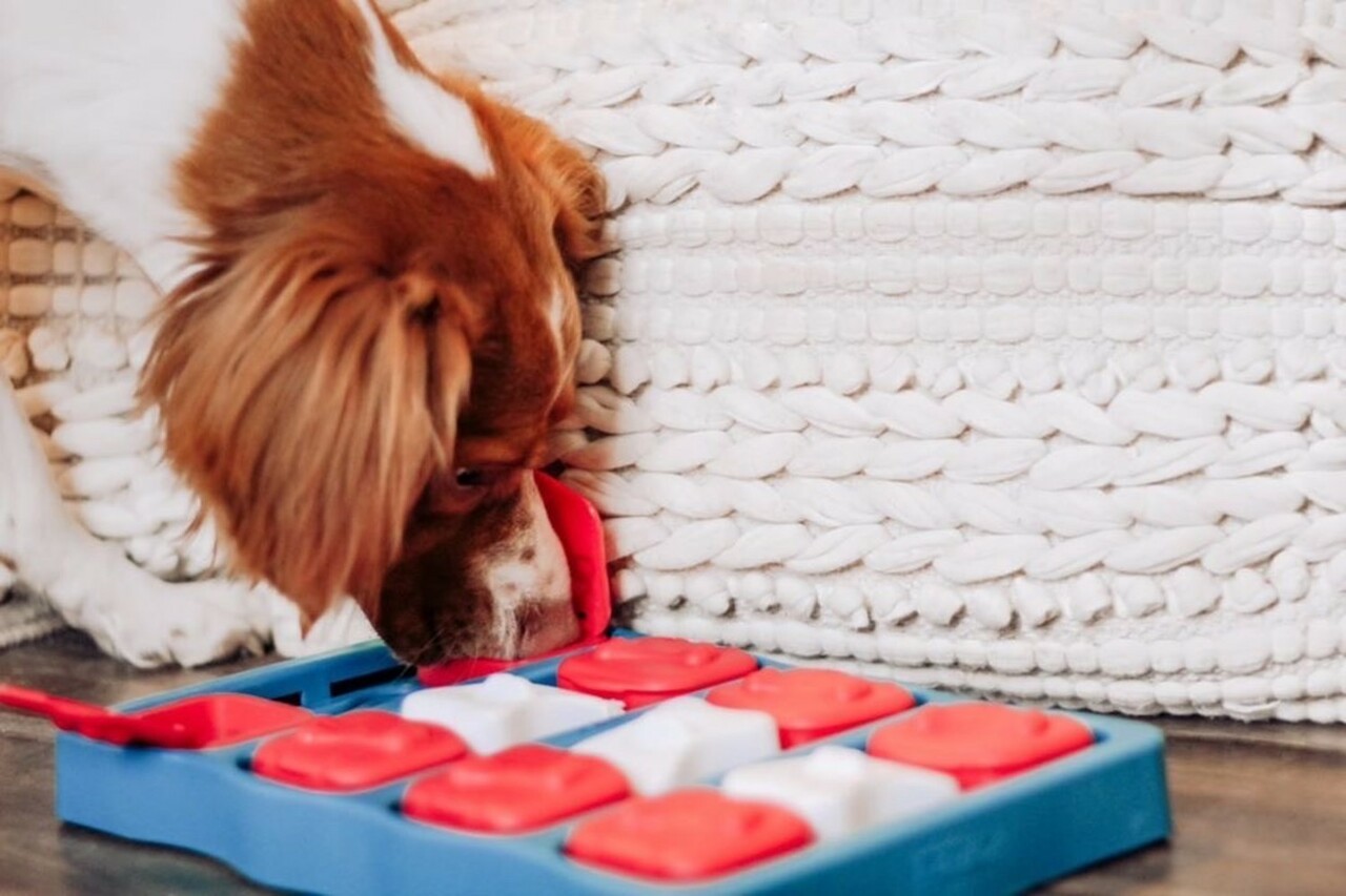 Dog Brick Nivå 2, 33 cm Aktiveringsleksaker Pawpalace