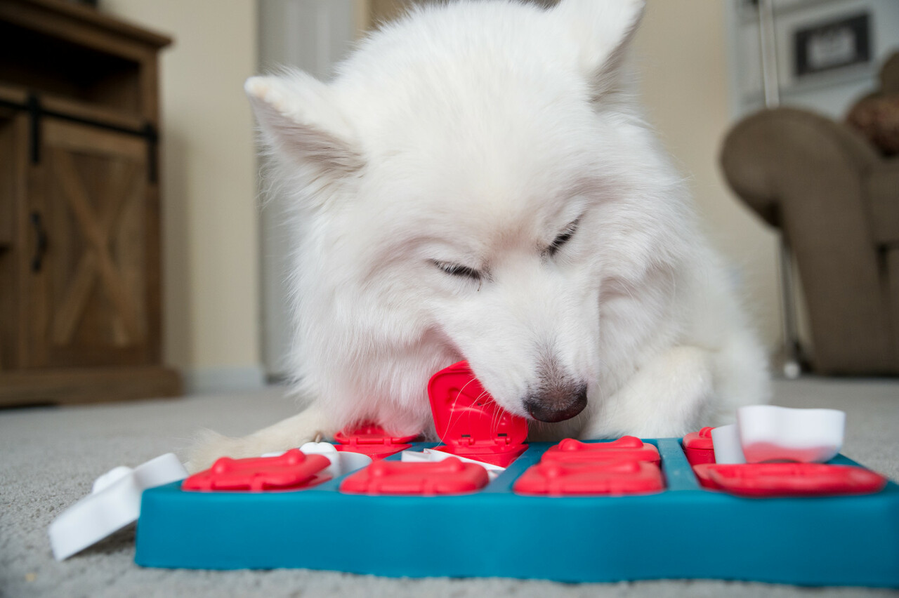 Dog Brick Nivå 2, 33 cm Aktiveringsleksaker Pawpalace