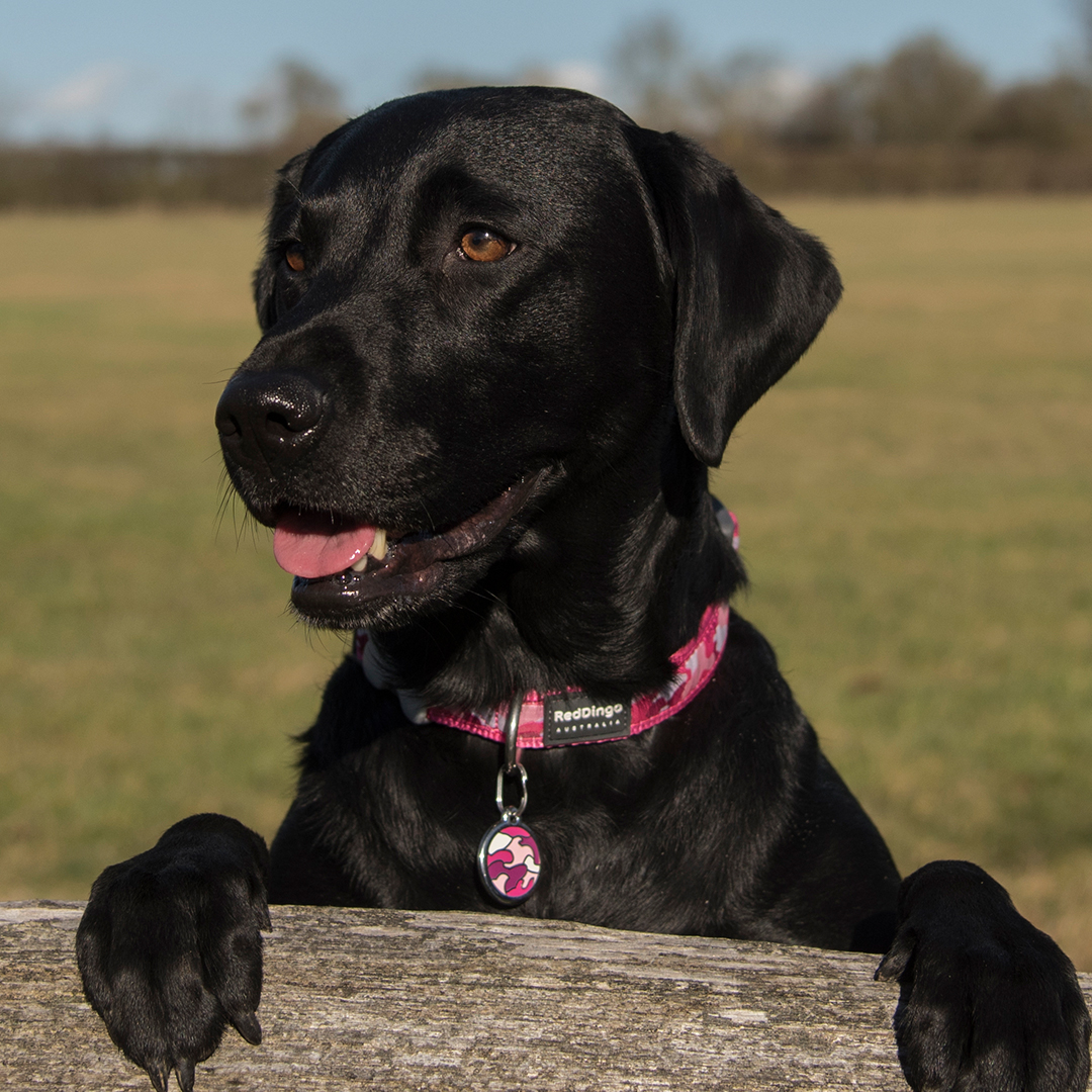 Namnbricka Kamouflage Rosa, Medium Hund Pawpalace