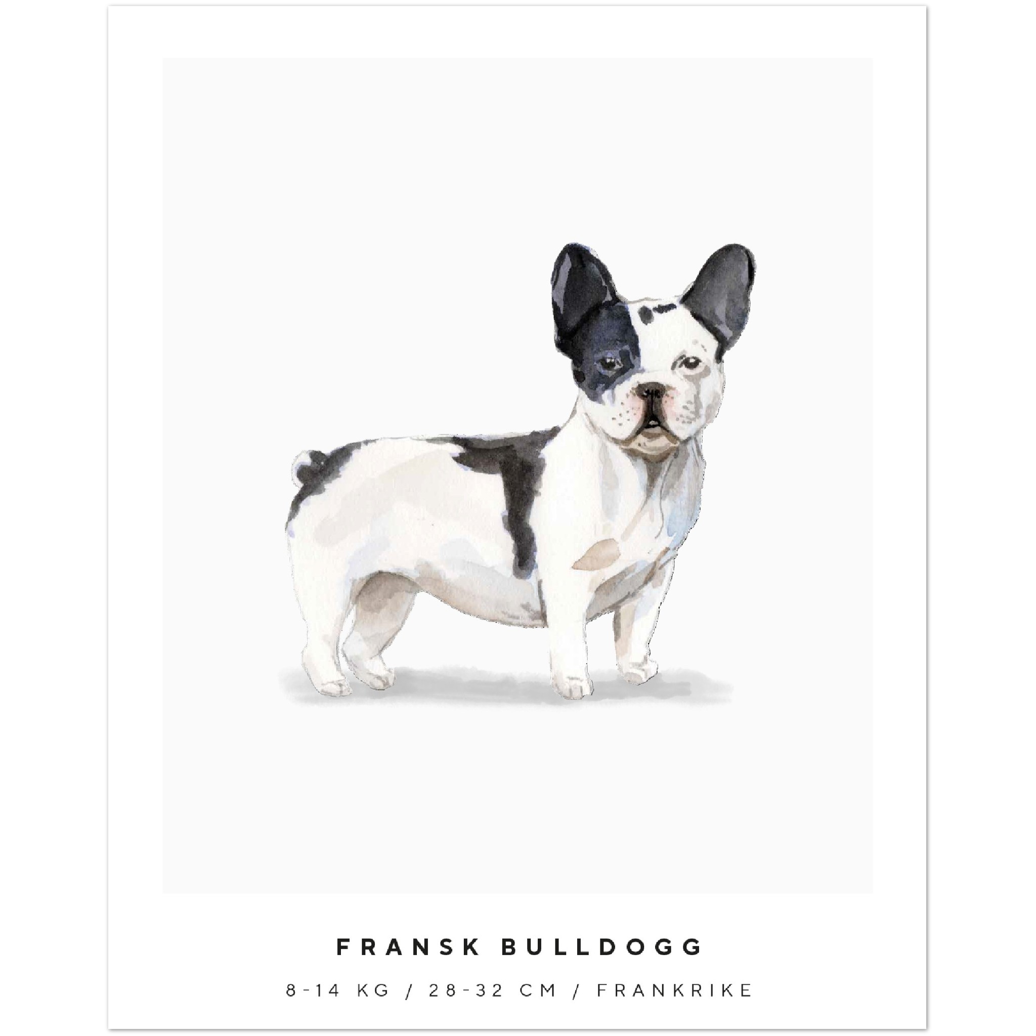 Poster Fransk Bulldogg Hund Pawpalace