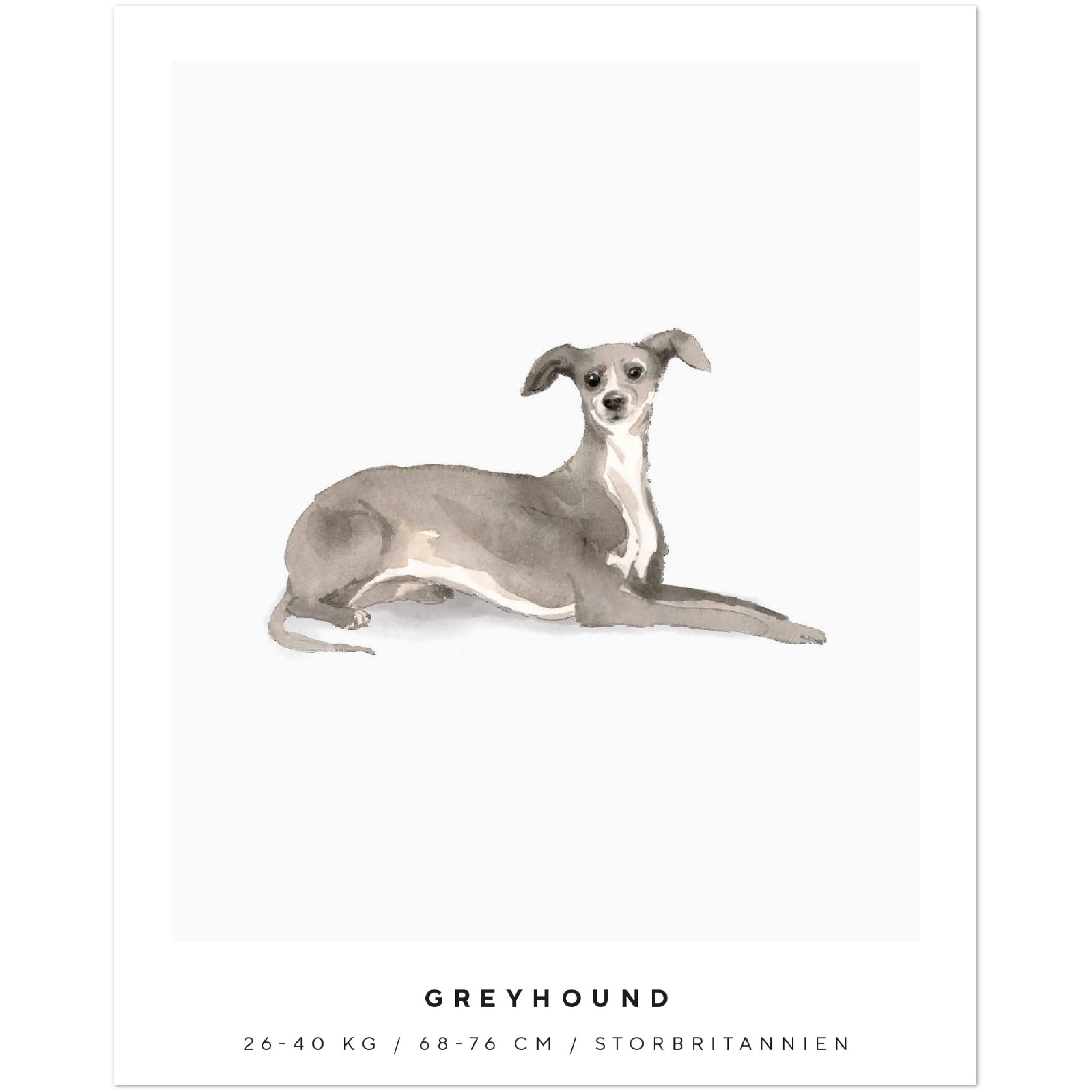 Poster Greyhound Hund Pawpalace