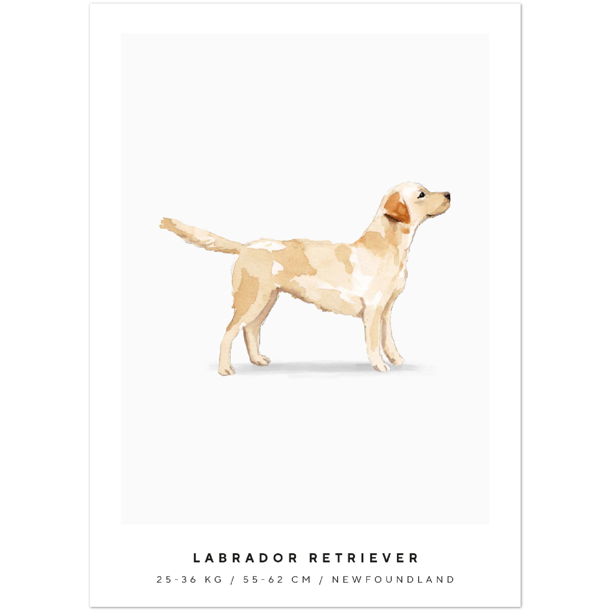 Poster Labrador Retriever Hund Pawpalace