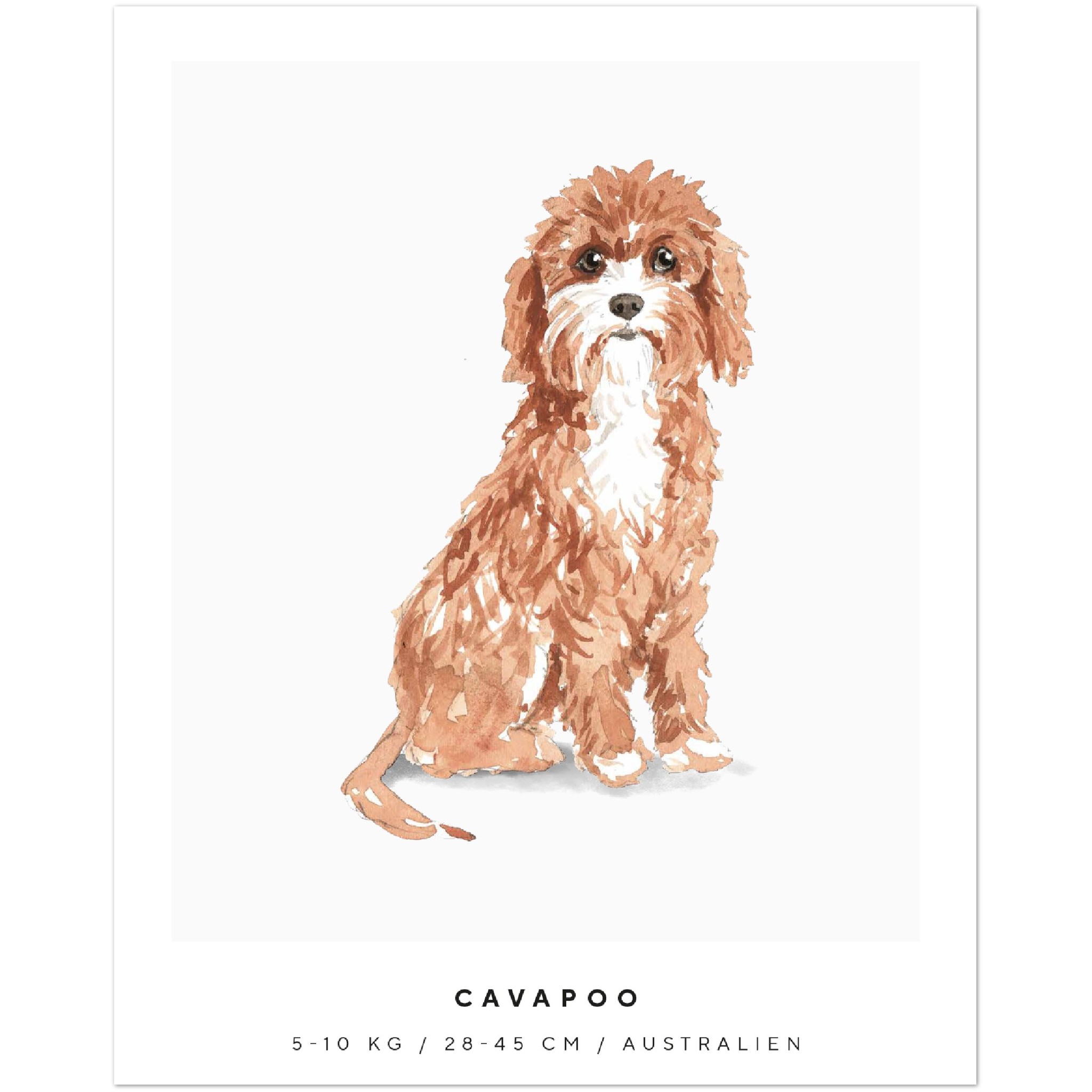 Poster Cavapoo Hund Pawpalace