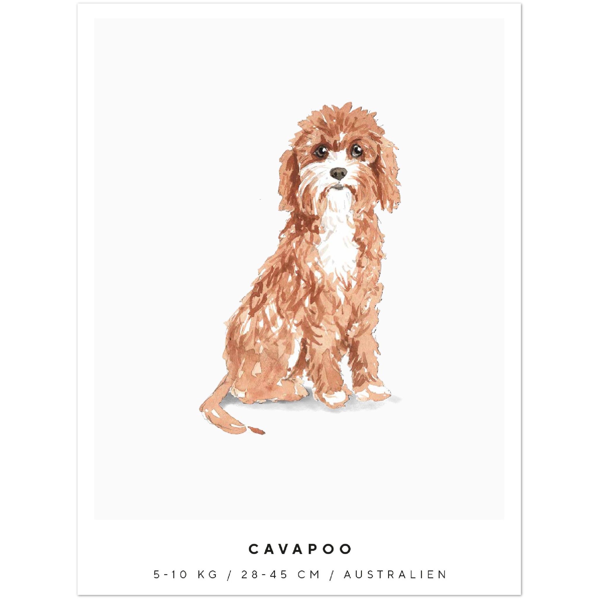 Poster Cavapoo Hund Pawpalace