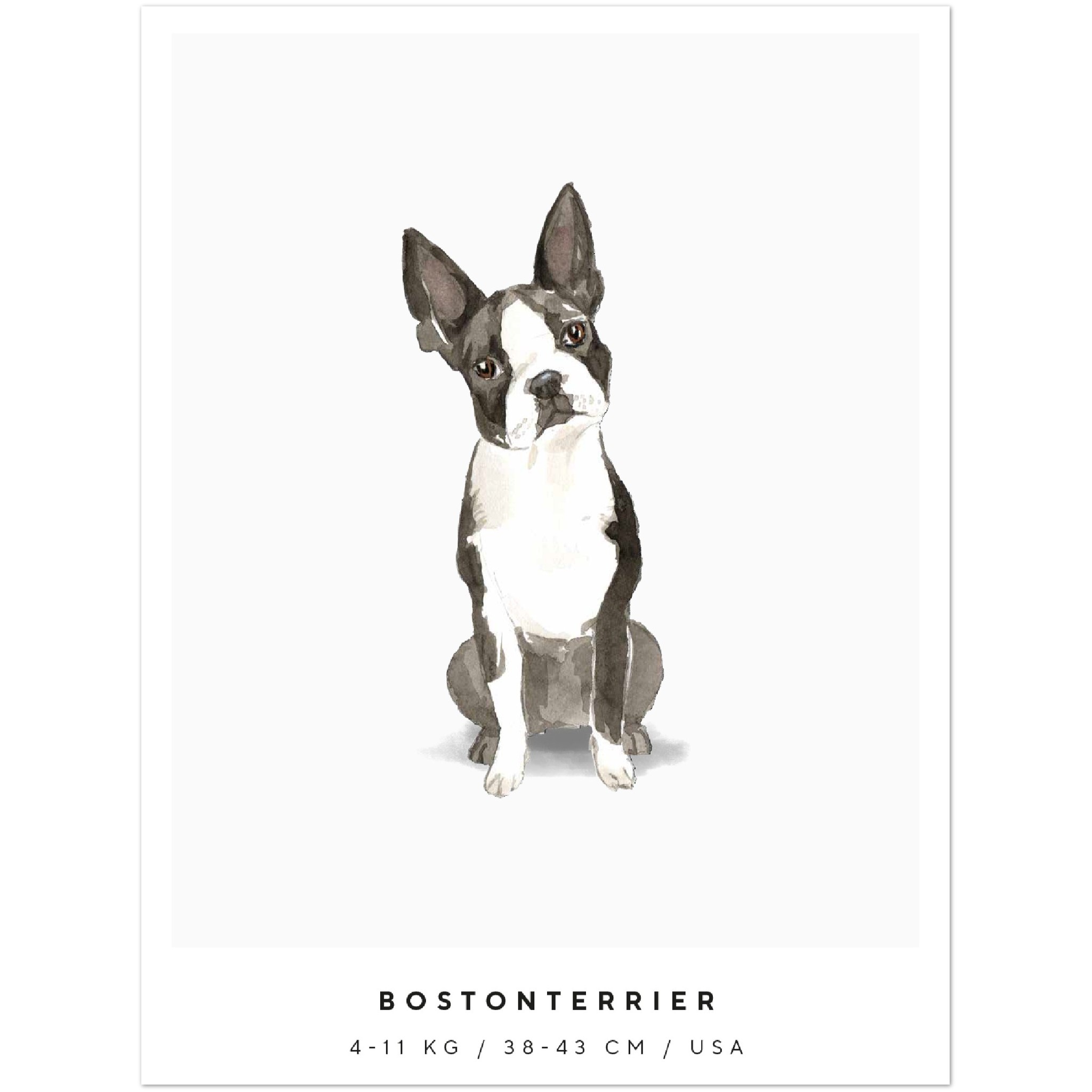 Poster Bostonterrier Hund Pawpalace