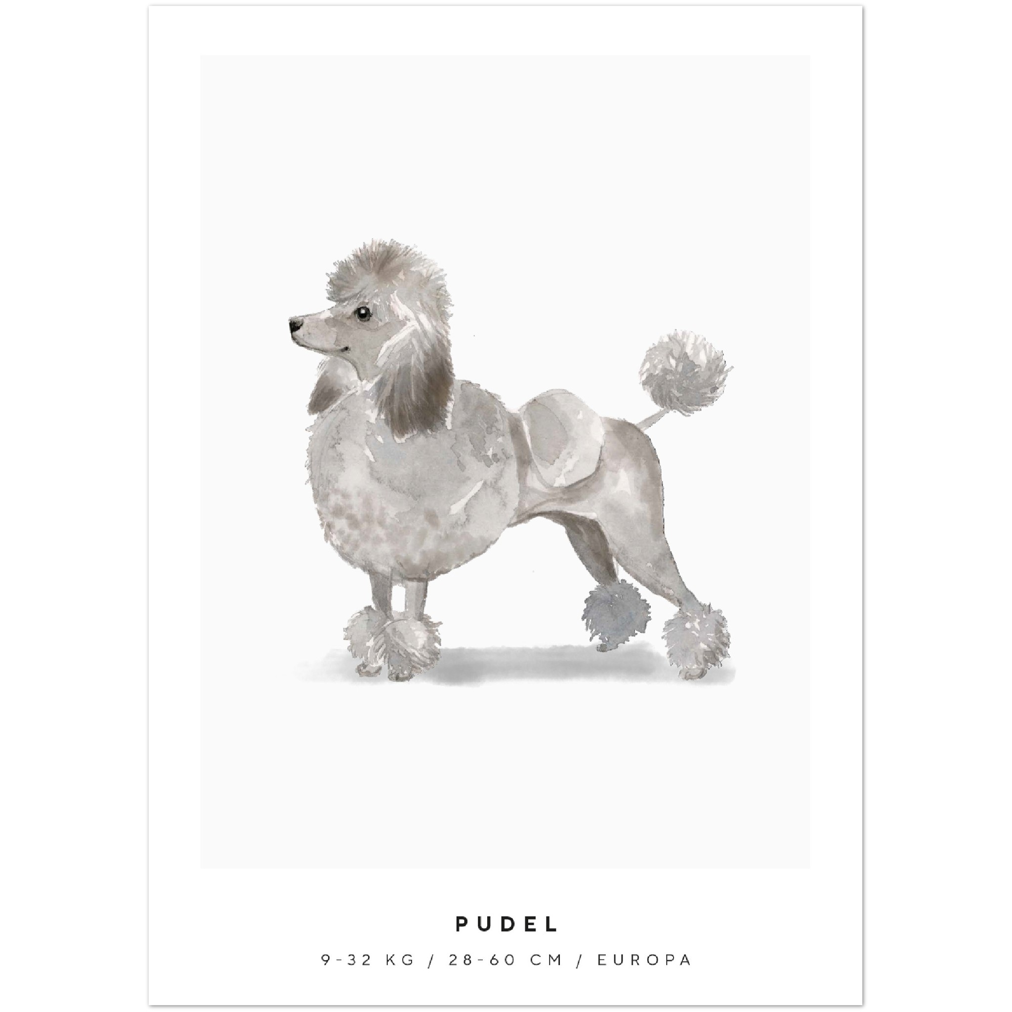 Poster Pudel Hund Pawpalace