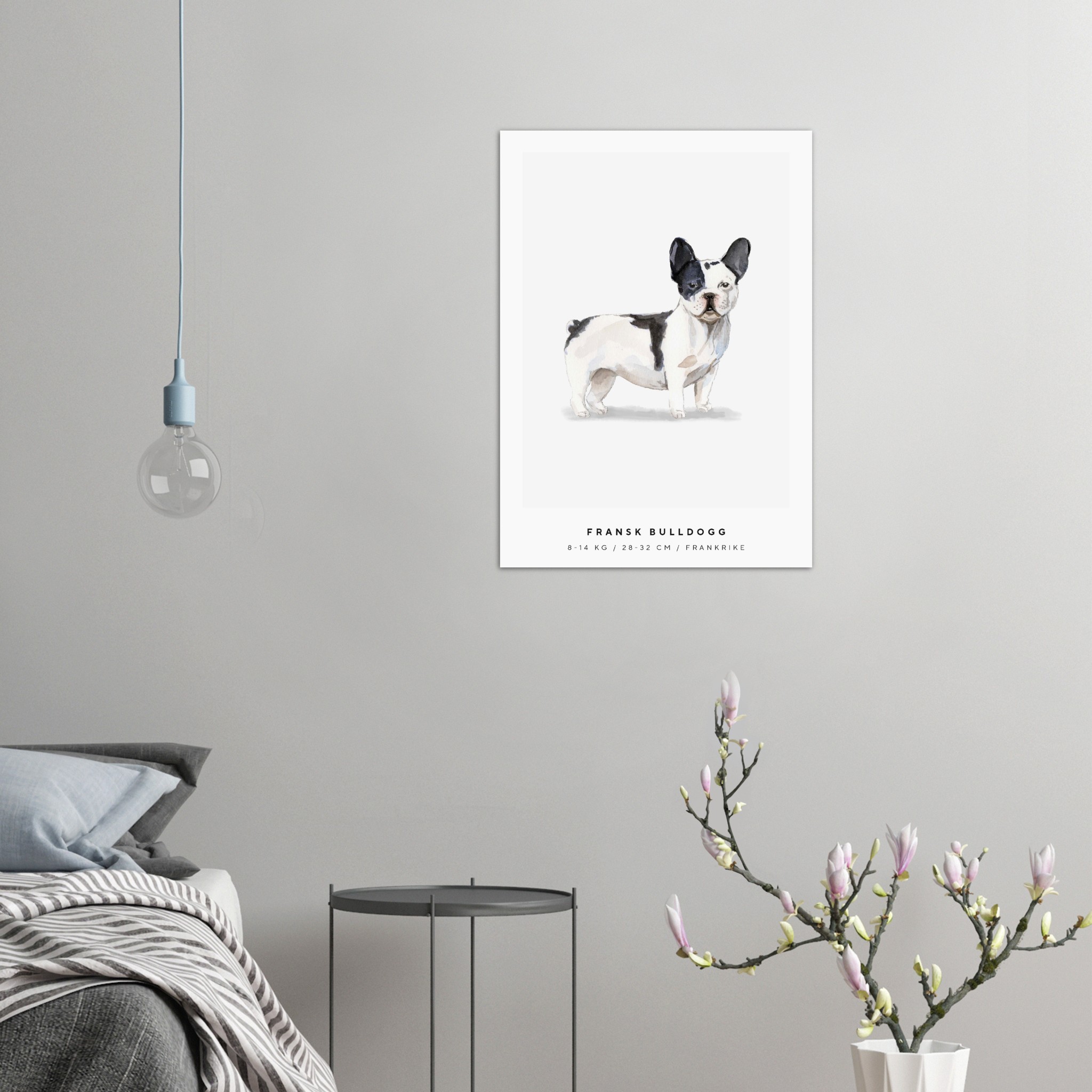 Poster Fransk Bulldogg Hund Pawpalace