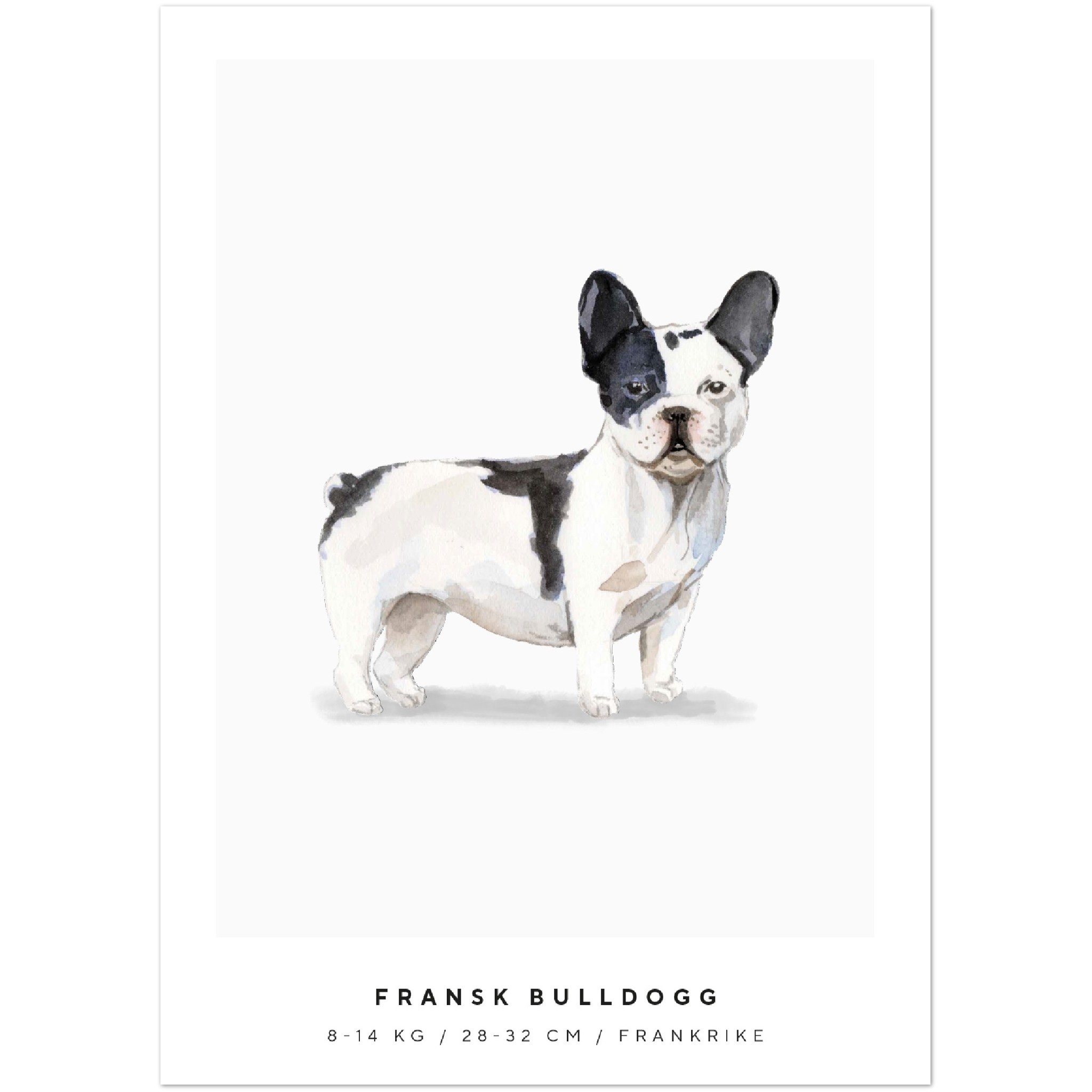 Poster Fransk Bulldogg Hund Pawpalace