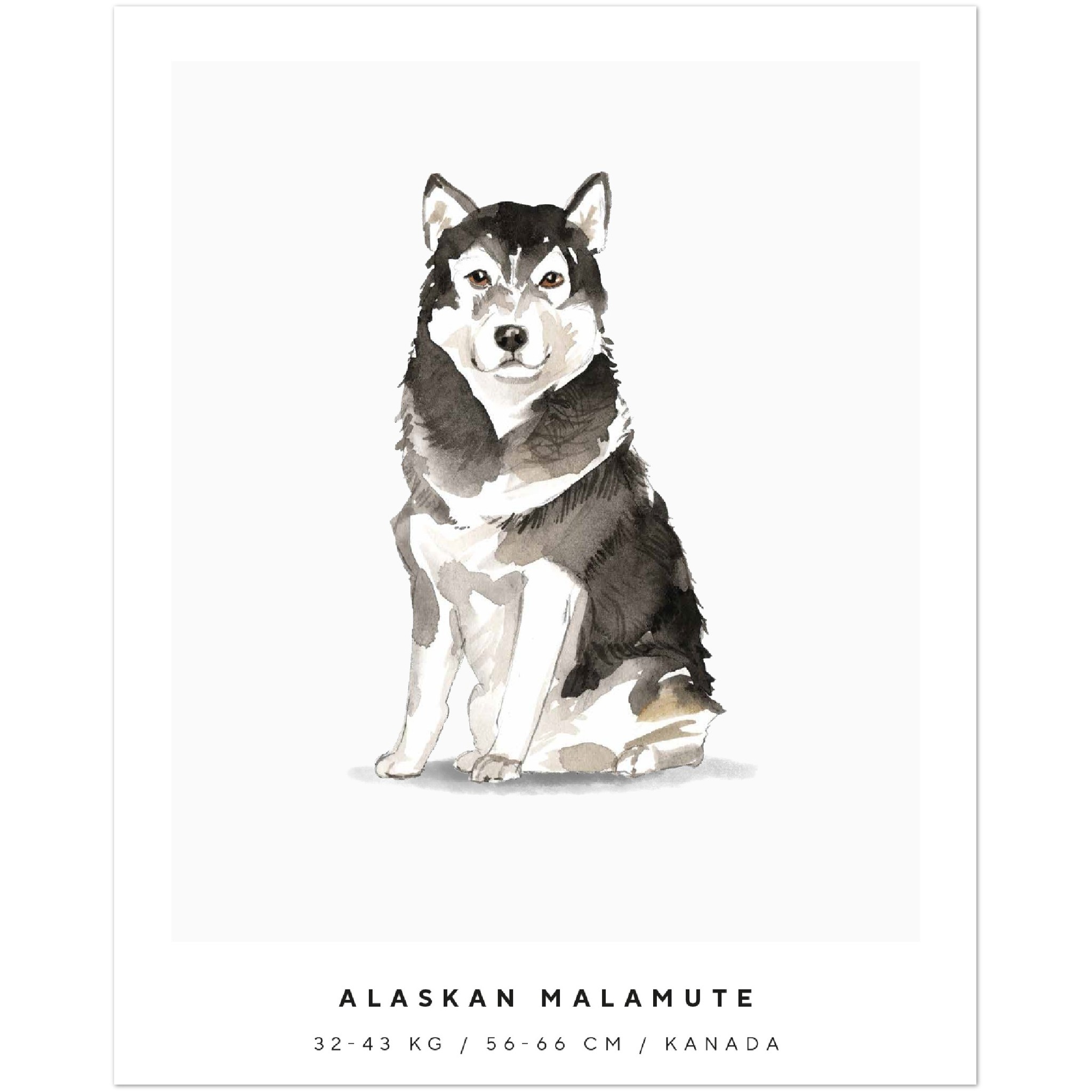 Poster Alaskan Malamute Hund Pawpalace