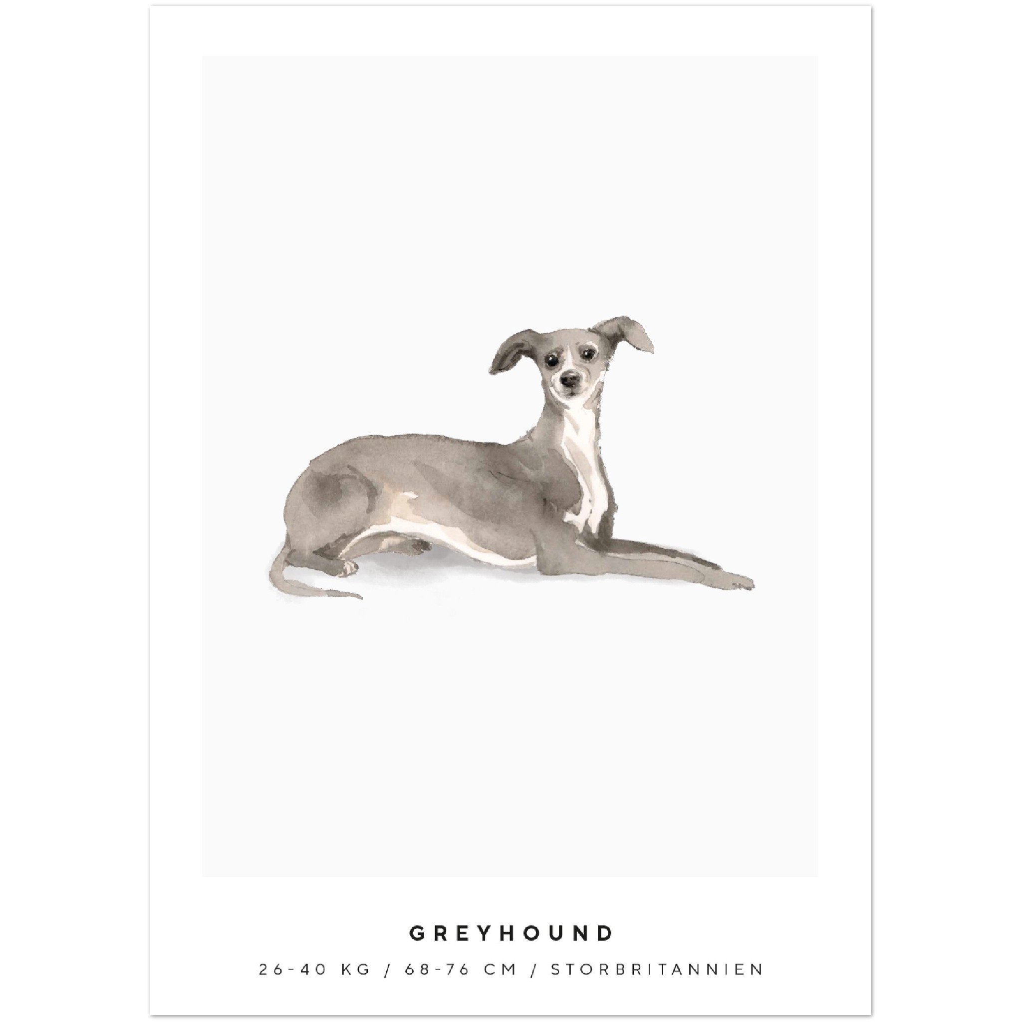 Poster Greyhound Hund Pawpalace