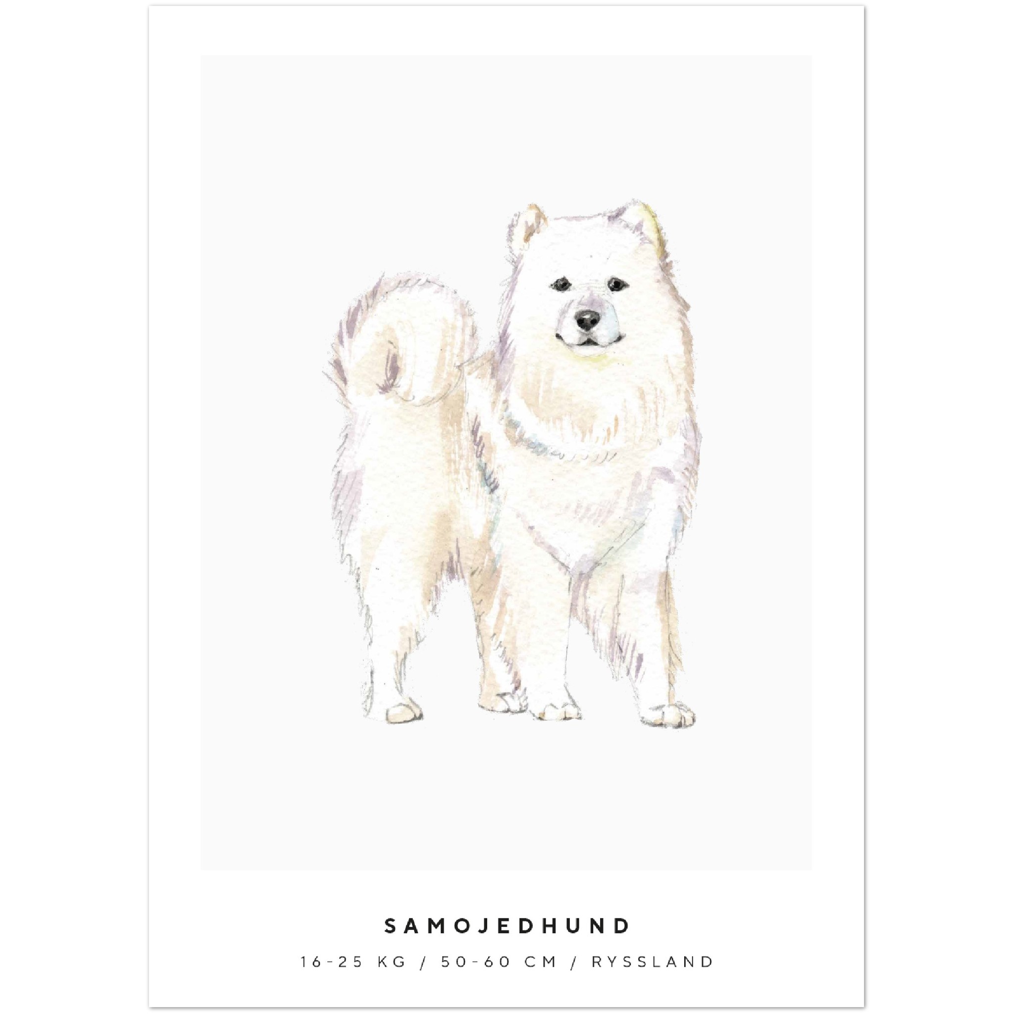 Poster Samojedhund Hund Pawpalace