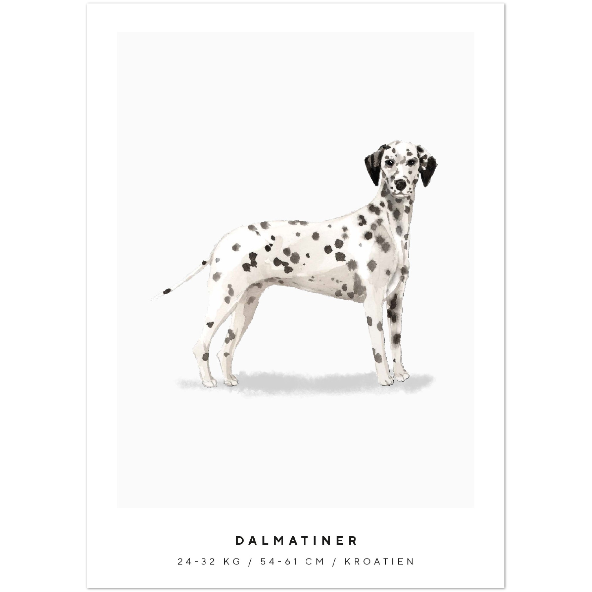 Poster Dalmatiner Hund Pawpalace