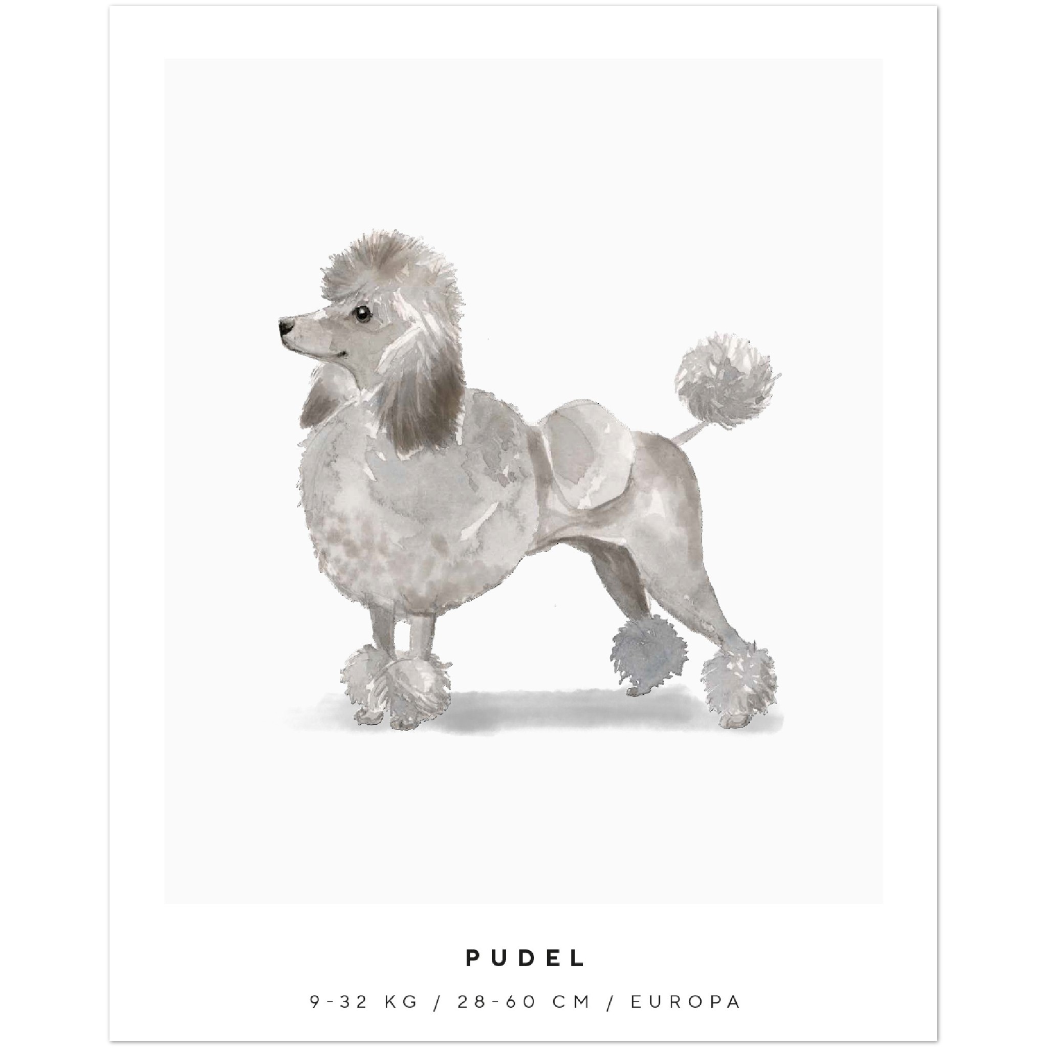 Poster Pudel Hund Pawpalace