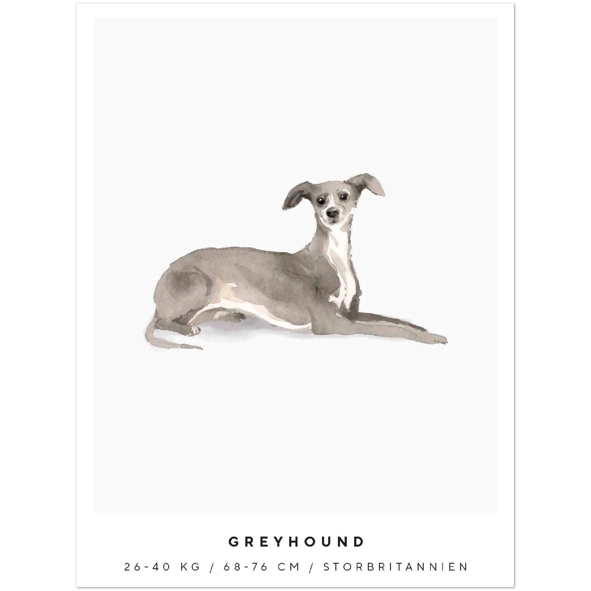 Poster Greyhound Hund Pawpalace