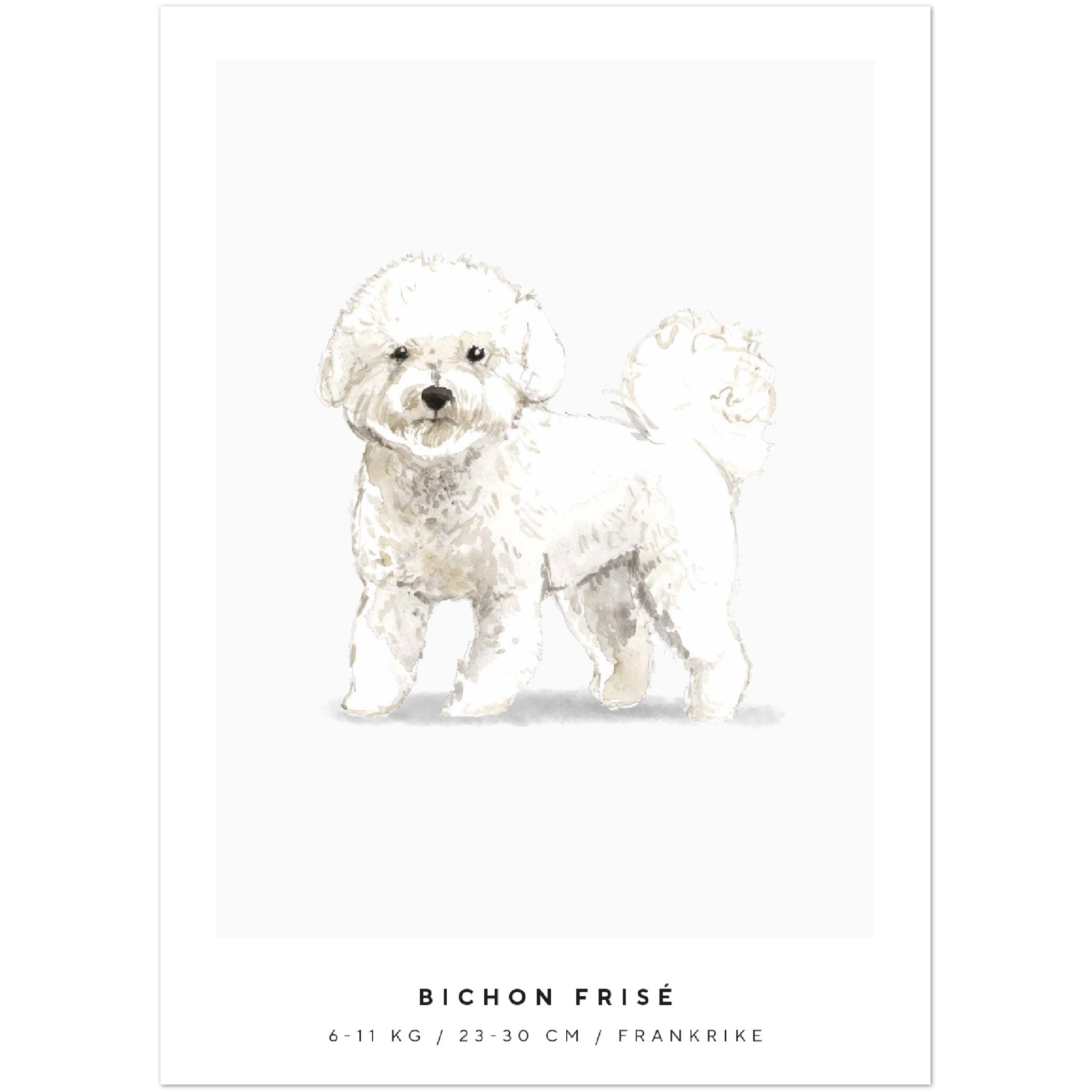 Poster Bichon Frisé Hund Pawpalace