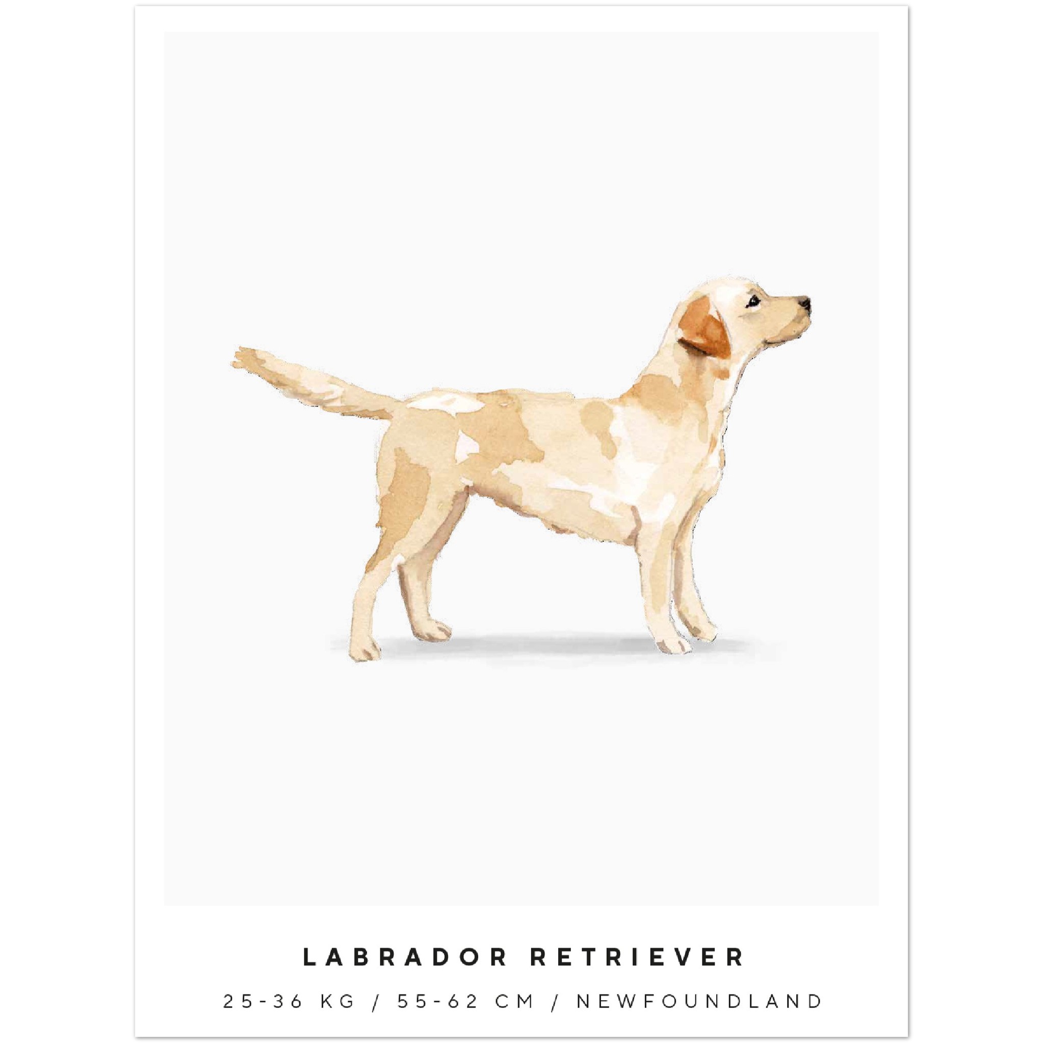 Poster Labrador Retriever Hund Pawpalace