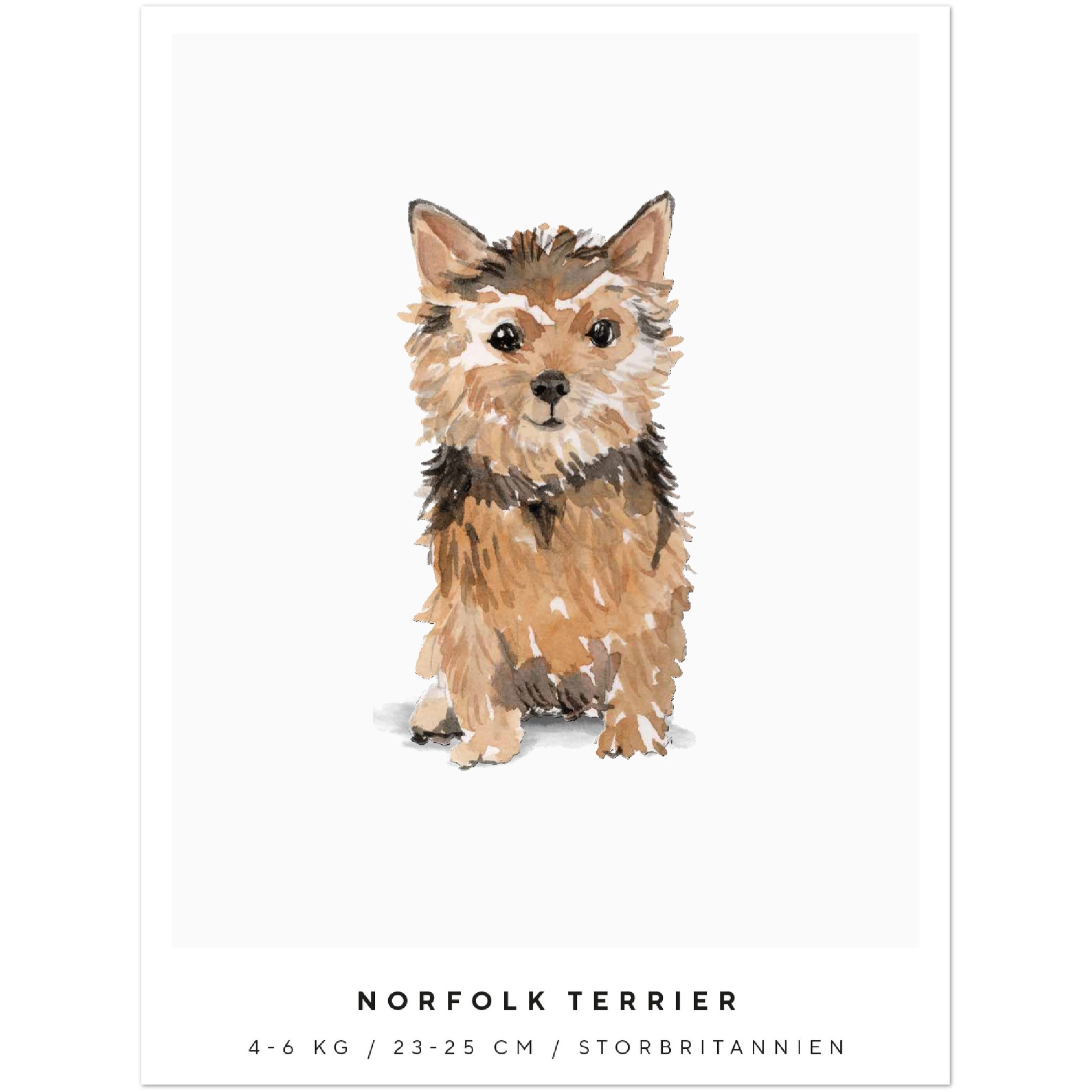 Poster Norfolk Terrier Hund Pawpalace