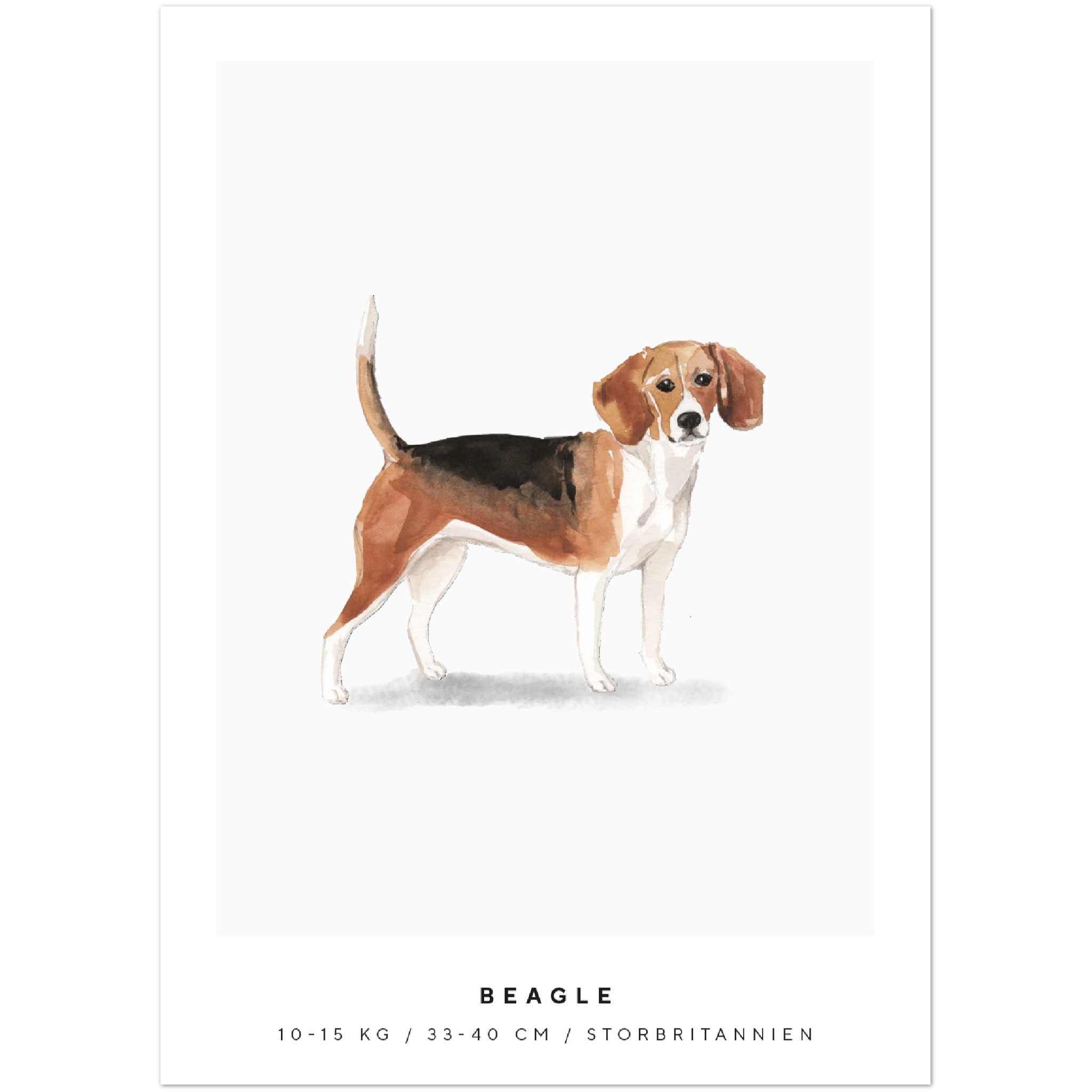 Poster Beagle Hund Pawpalace