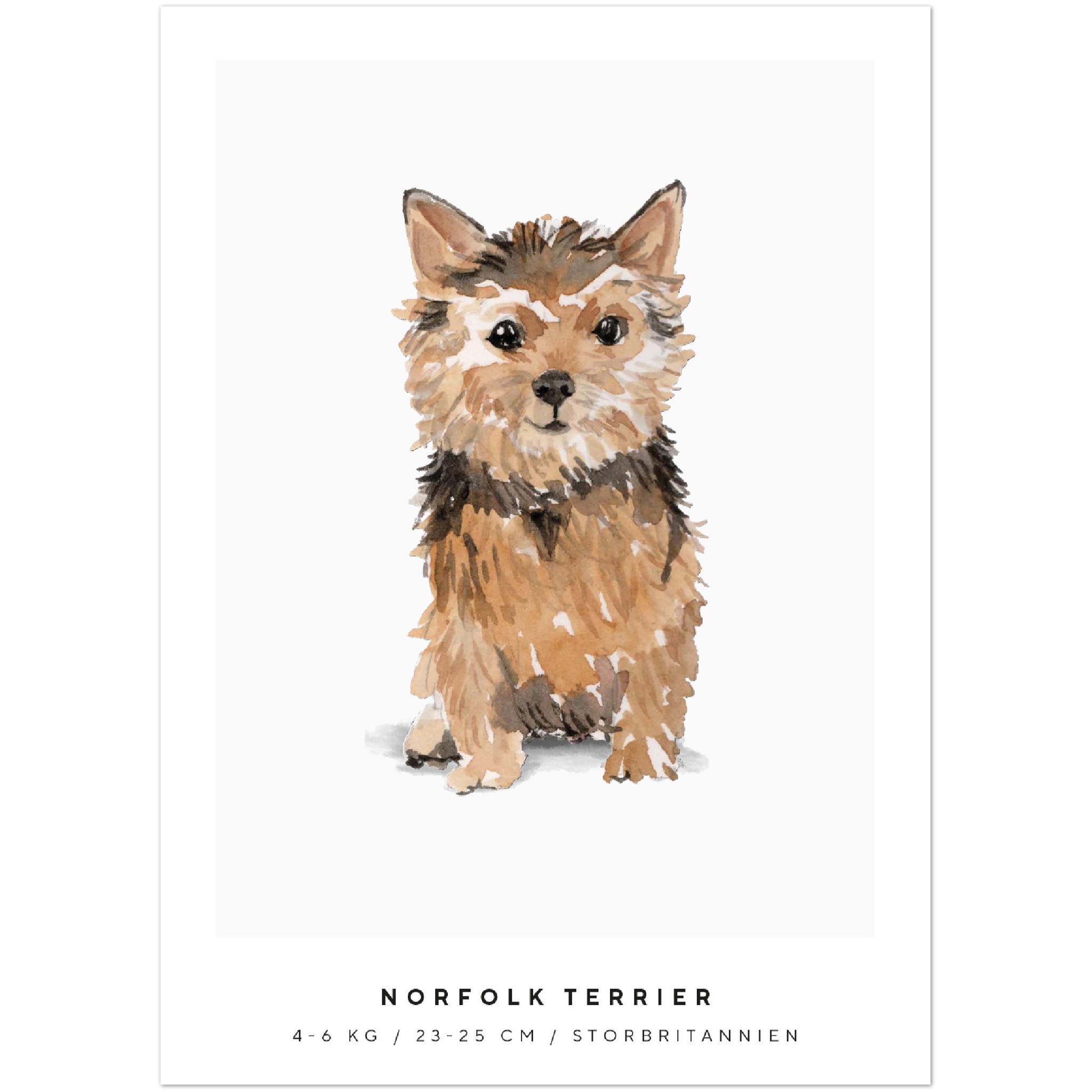 Poster Norfolk Terrier Hund Pawpalace