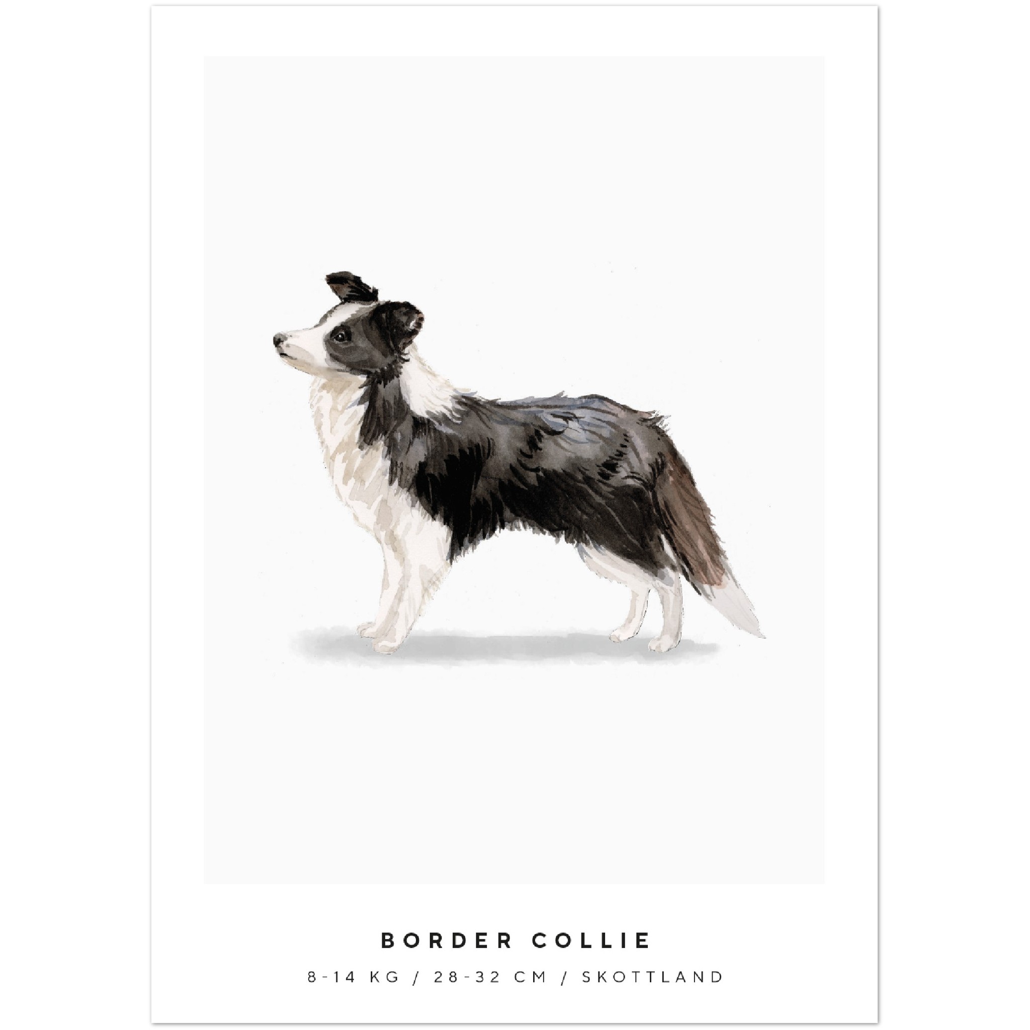 Poster Border Collie Hund Pawpalace