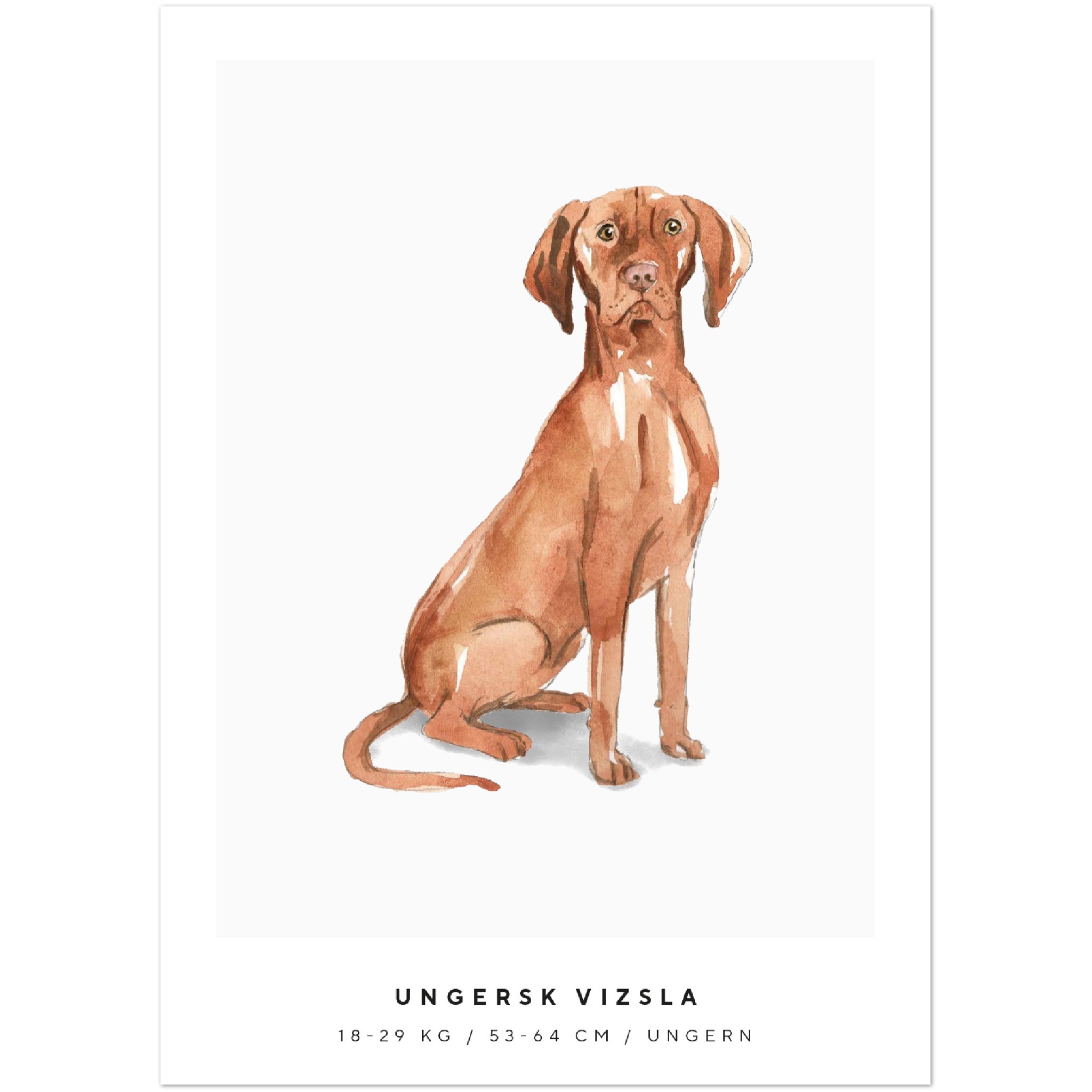 Poster Ungersk Vizsla Hund Pawpalace