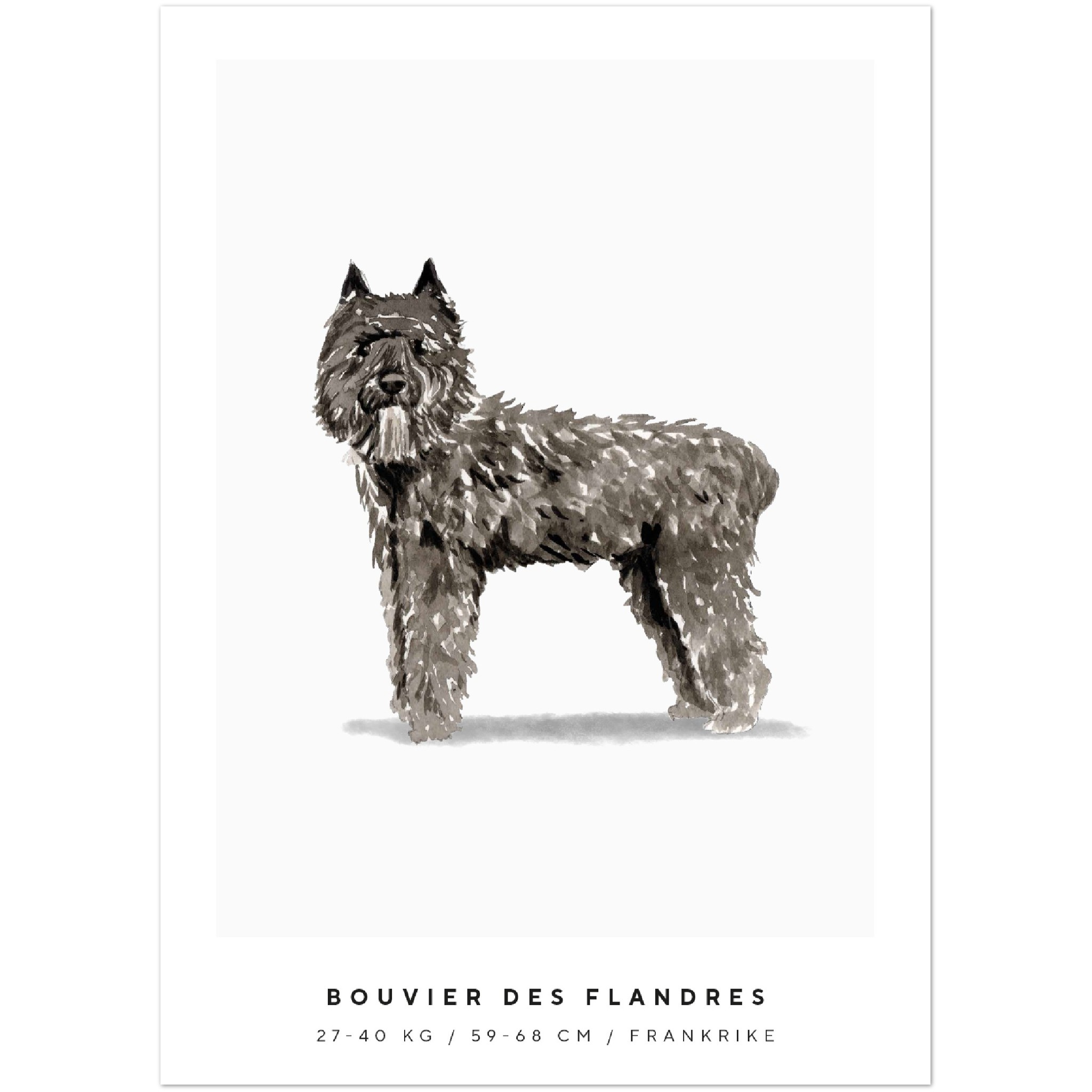 Poster Bouvier Des Flandres Hund Pawpalace