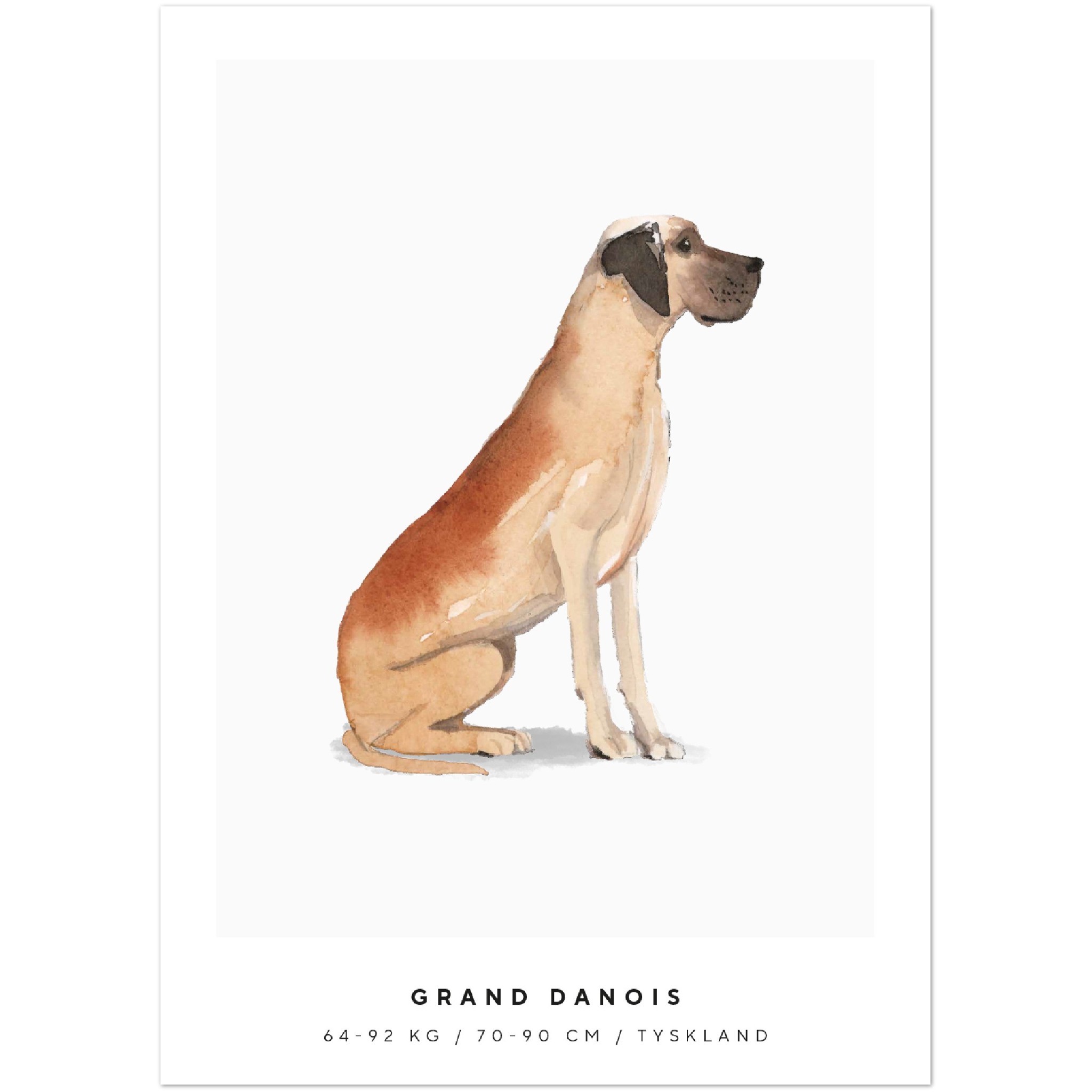 Poster Grand Danois Hund Pawpalace