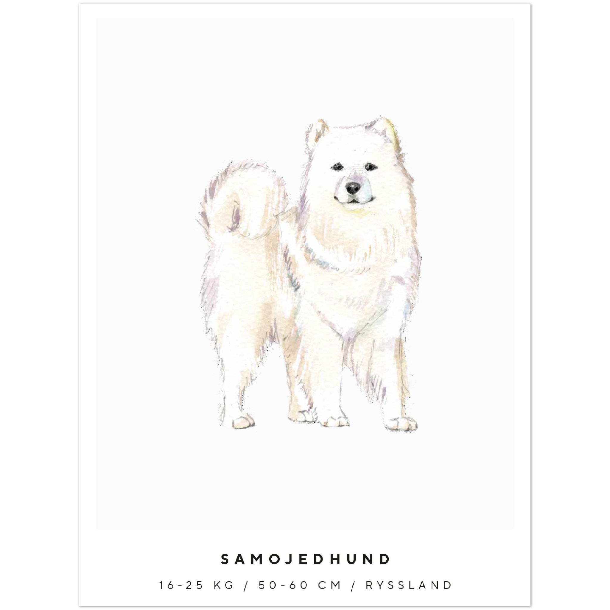 Poster Samojedhund Hund Pawpalace