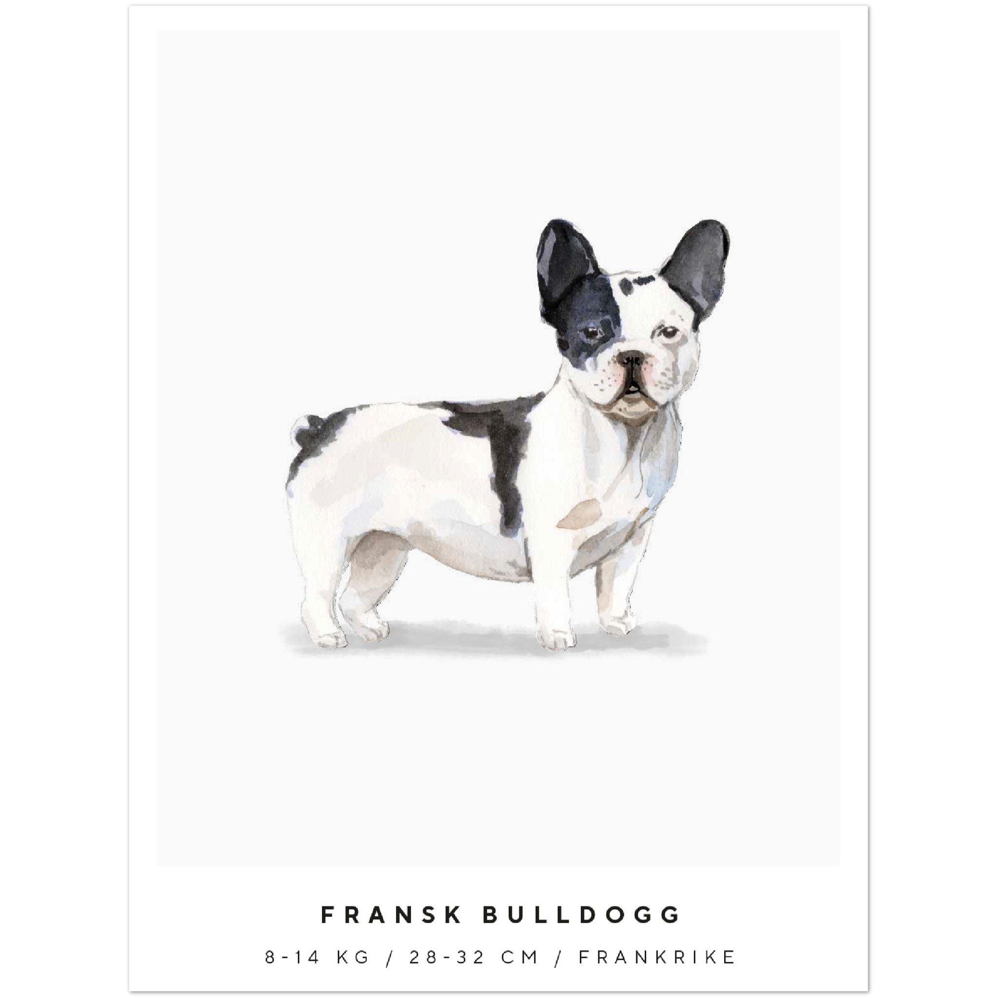 Poster Fransk Bulldogg Hund Pawpalace